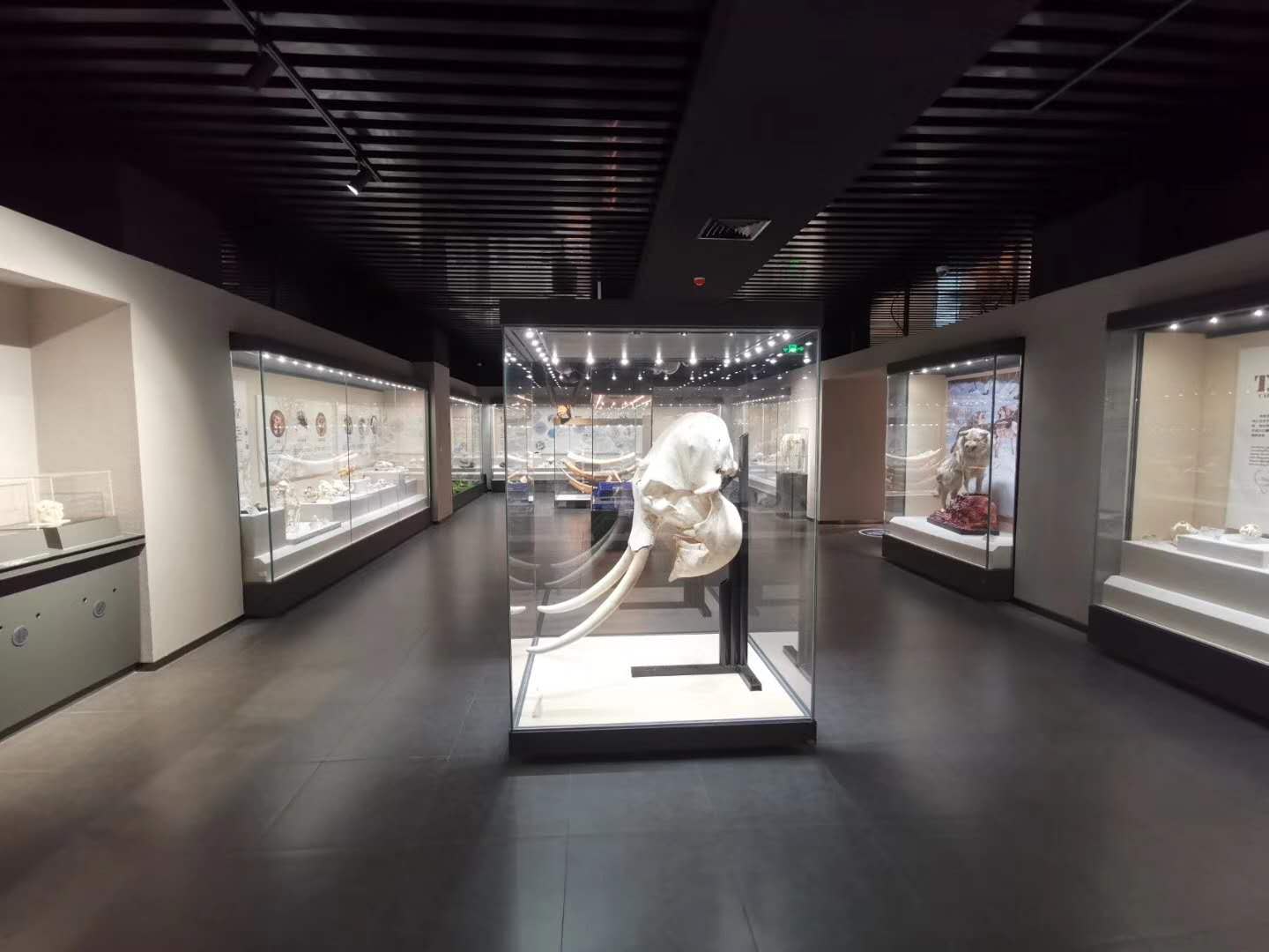 博物館展柜